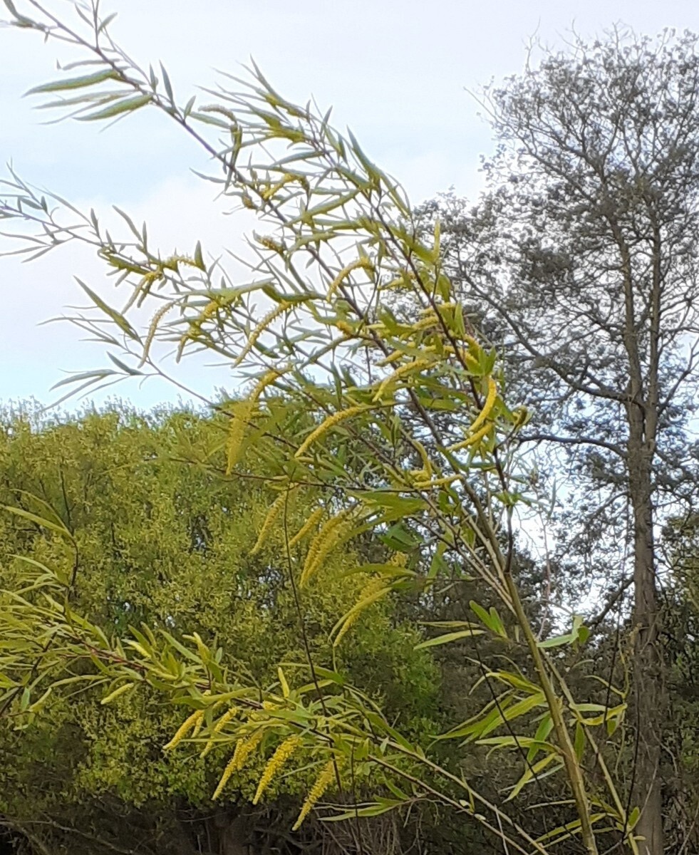 Willow Salix nigra (pryor 62-27)