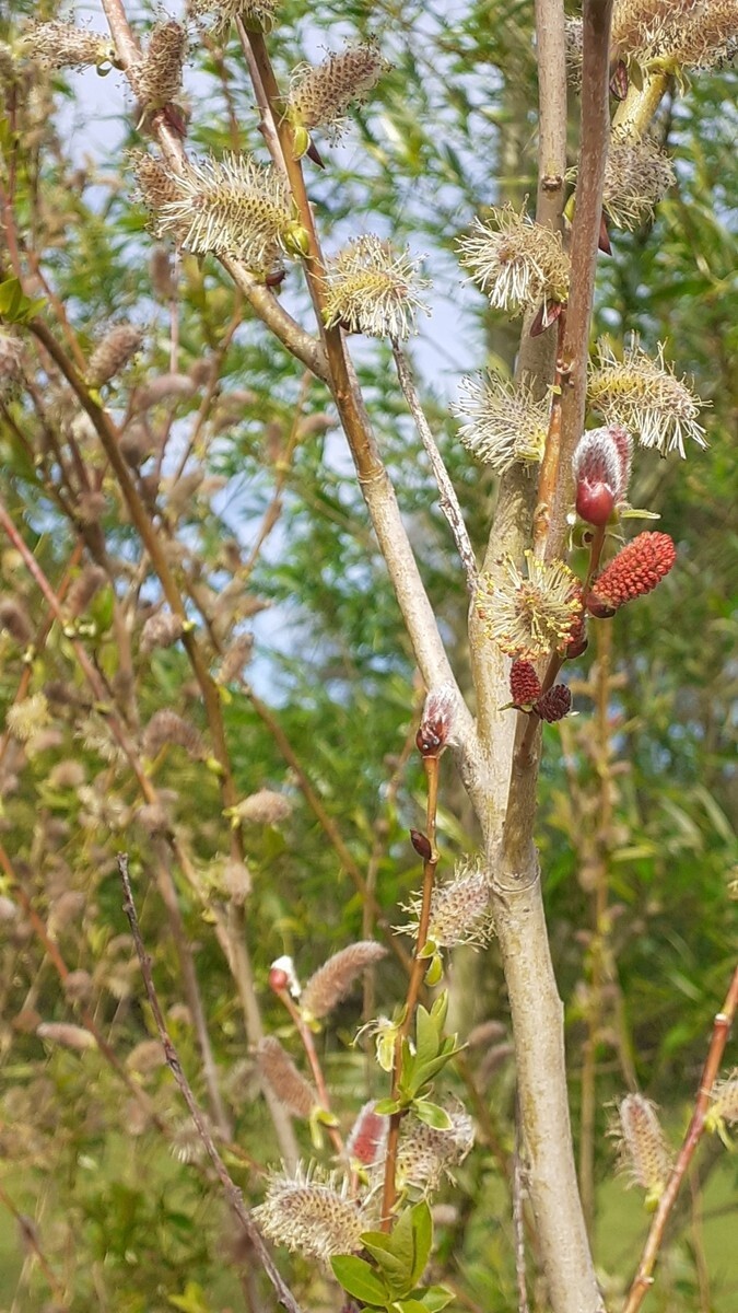 Willow S. xdichroa pn680 Willow S. xdichroa pn680