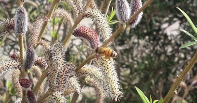 Willow Salix purpurea rubra