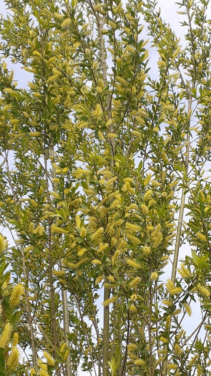 Willow S. pendantra