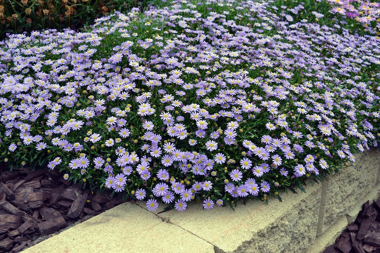 Brachyscome