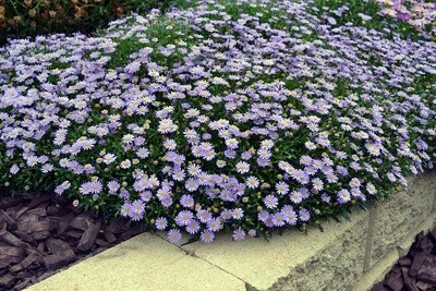 Brachyscome