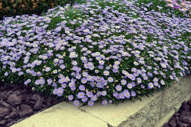 Brachyscome