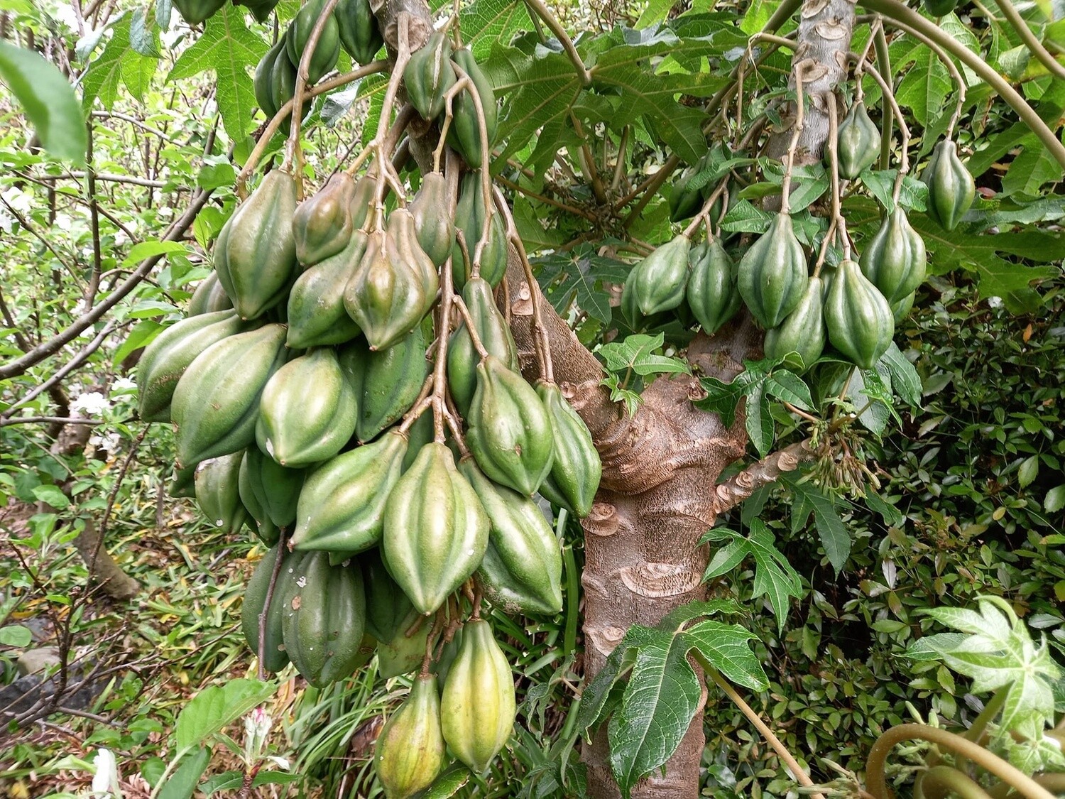Mountain Pawpaw