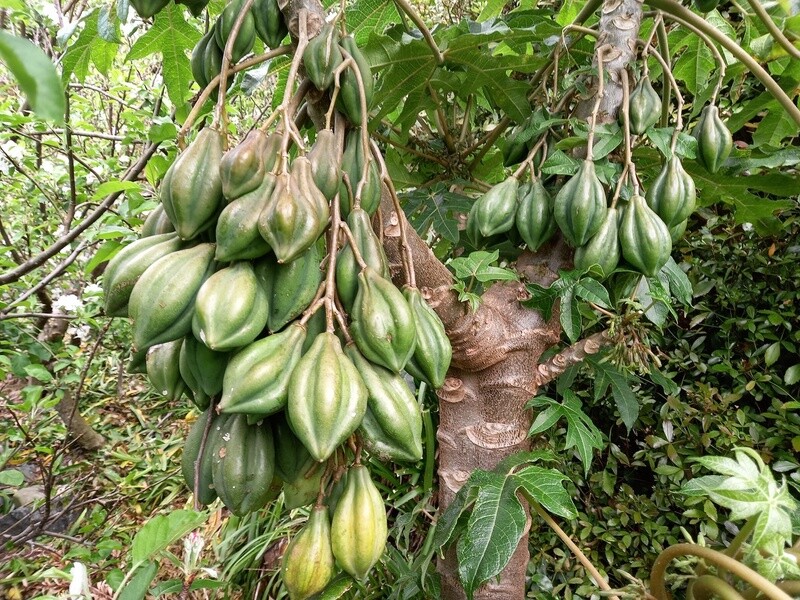 Mountain Pawpaw