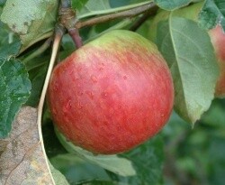 Apple Early Strawberry