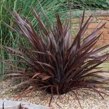 Flax Phormium cookianum purpureum &quot;Dark Delight&quot;