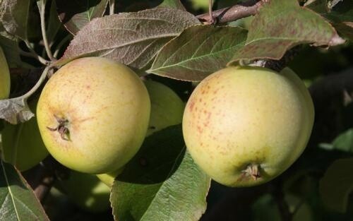 Cider Apple Tree - Sweet Coppin