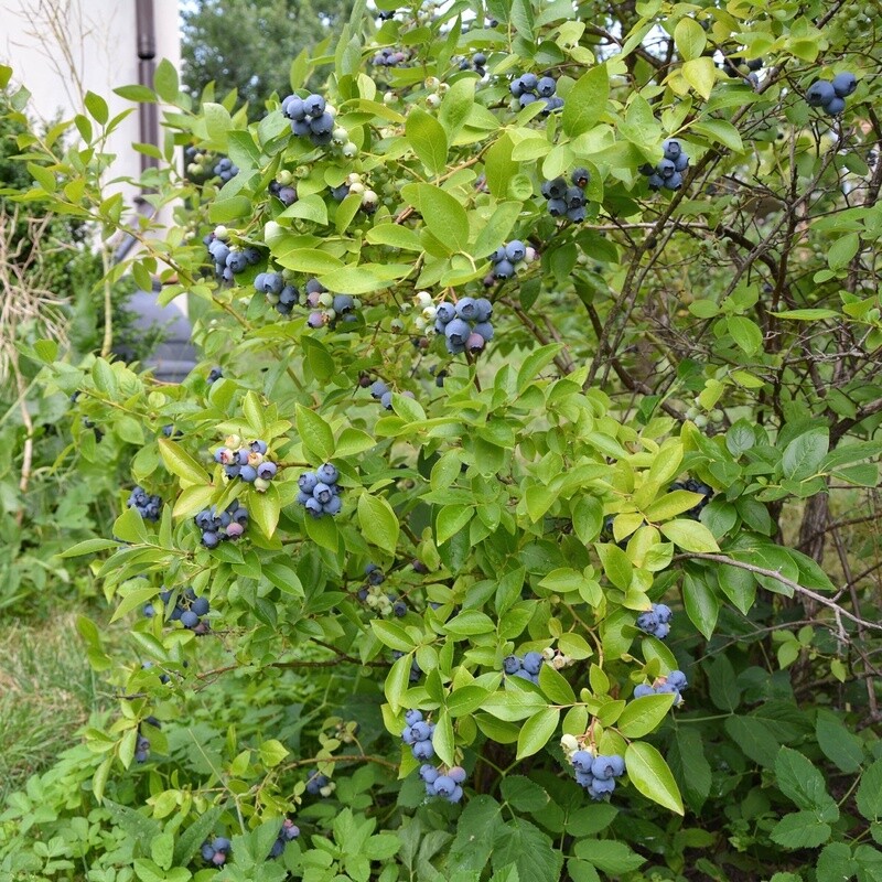 Blueberry Climax