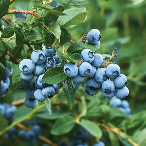 Blueberry Tasty Blue