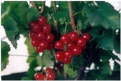 Currant Red