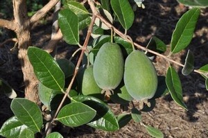 Feijoa Arhart