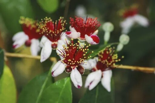 Feijoa Sellowiana