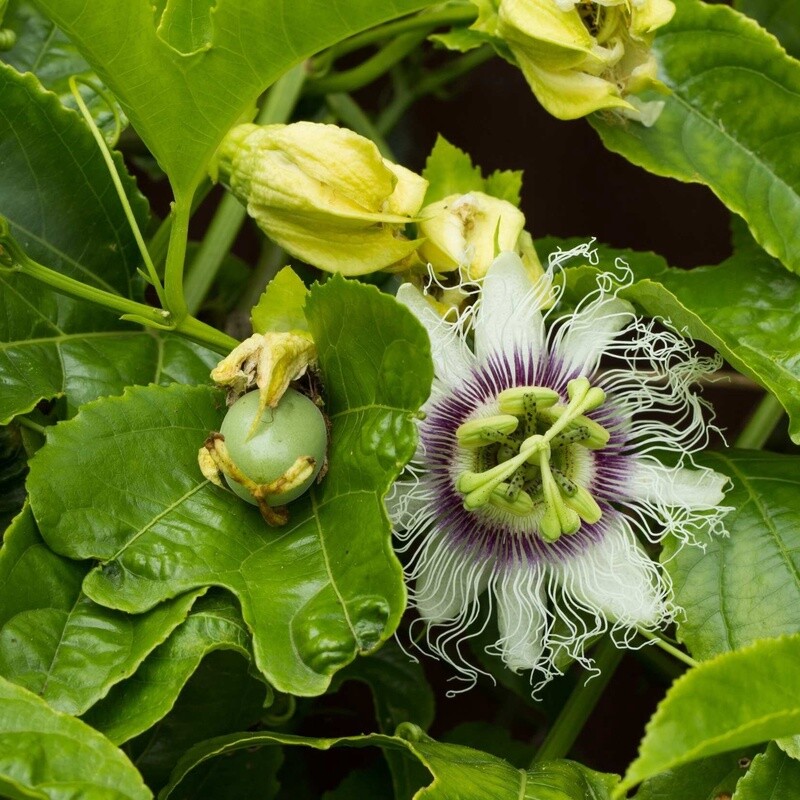 Passionfruit Black Beauty 1.9L