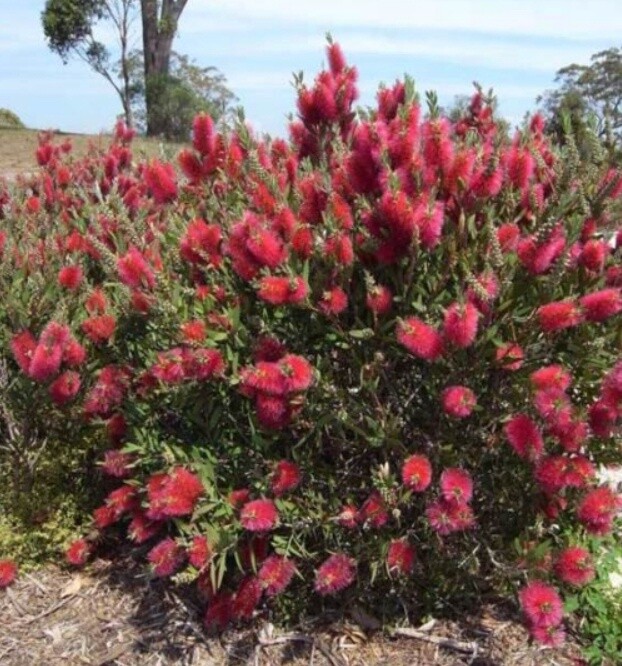 Callistemon &quot;Western Glory&quot; (Bottlebrush)