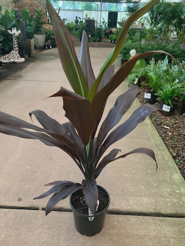 Cordyline Nigra