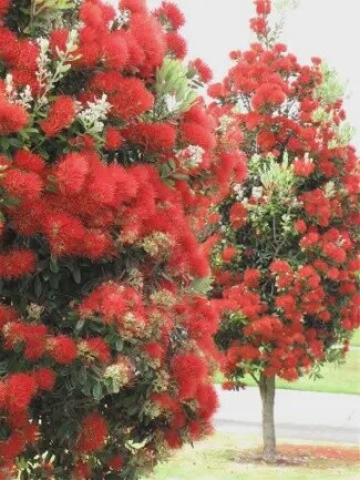 Pohutukawa Maori Princess