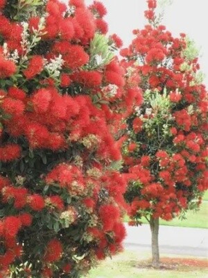 Pohutukawa Maori Princess