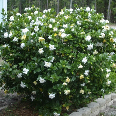 Gardenia