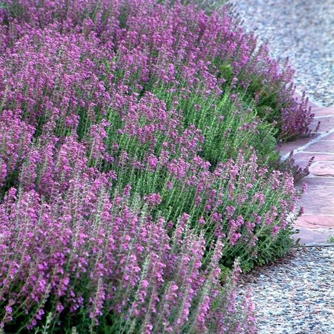 Teucrium chamaedrys
