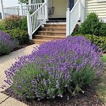 Lavender &#39;Hidcote Blue&#39;