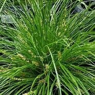 Lomandra Misty Green