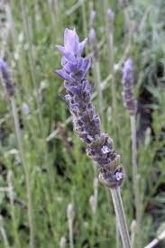 Lavender Dentata