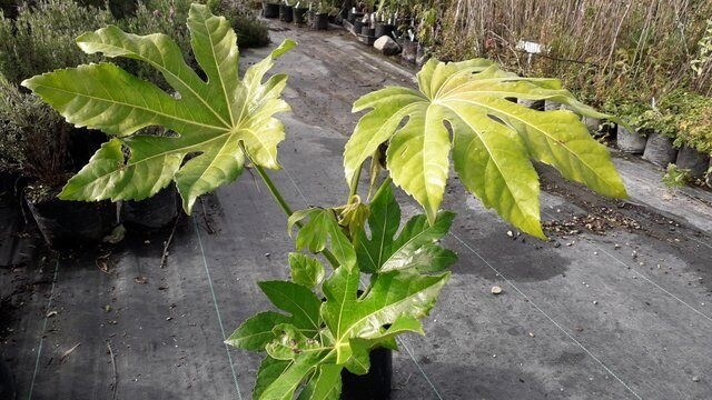 Fatsia japonica (paperplant)