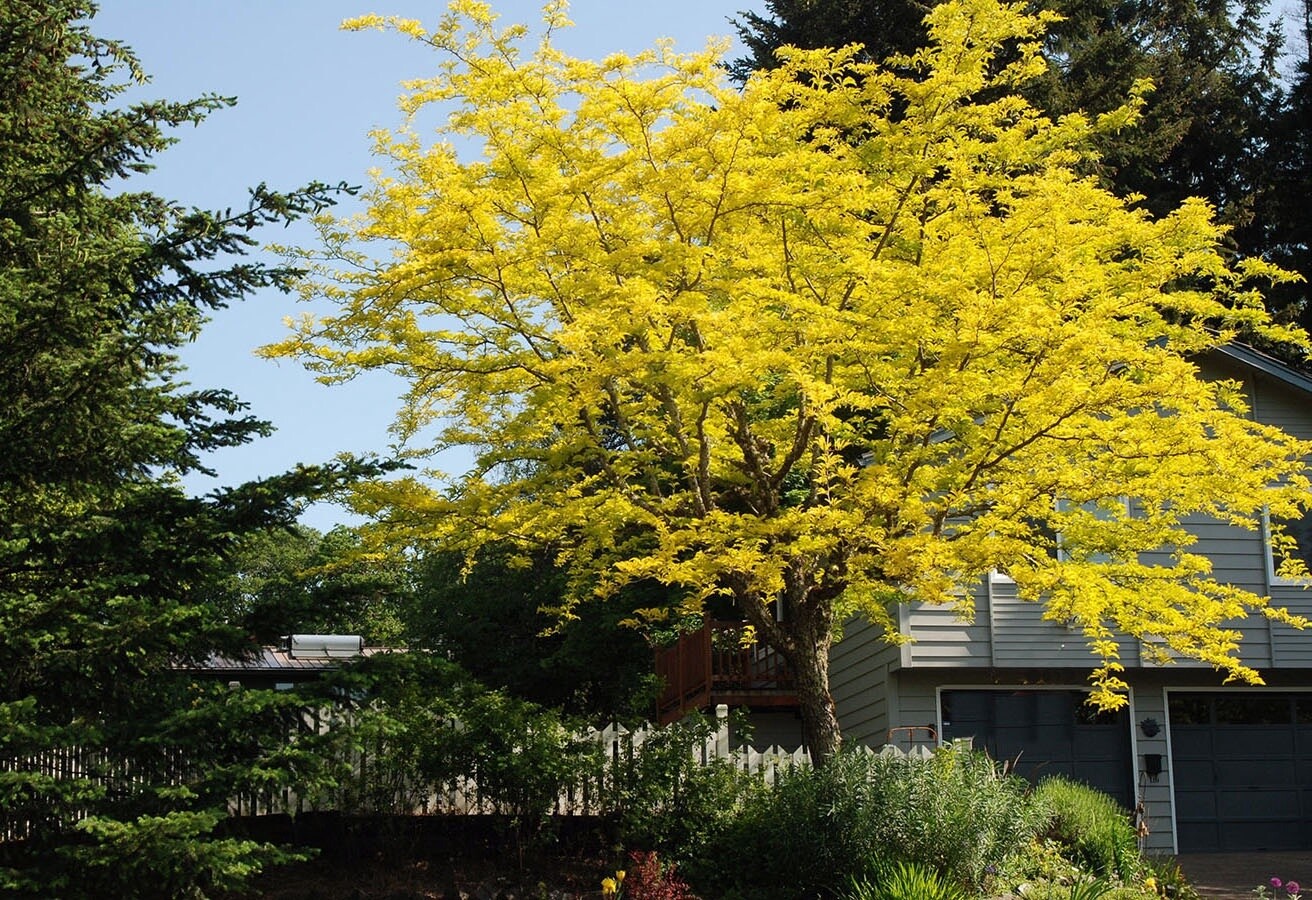 Honey Locust (Gleditsia triacanthos v. inermis)