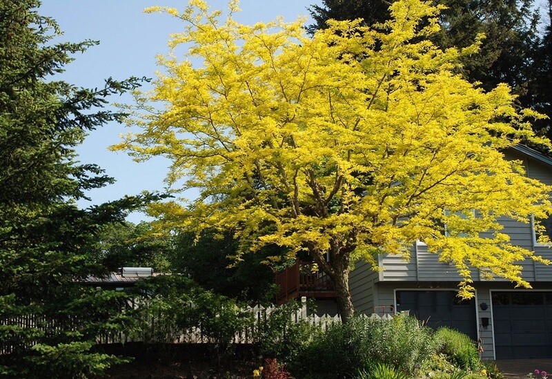 Honey Locust (Gleditsia triacanthos v. inermis)