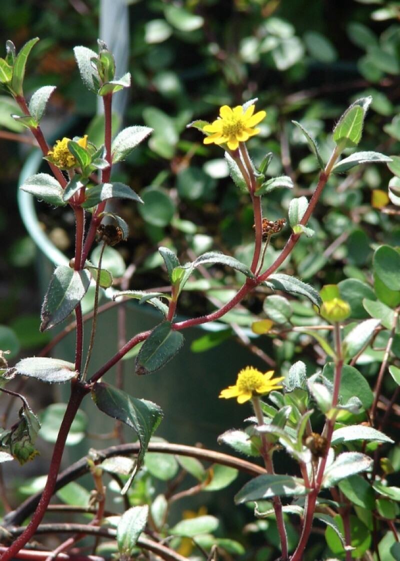Sanvitalia Procumbens (Pizzards Buttons)