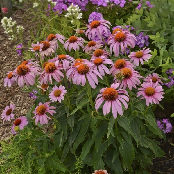 Echinacea Prarie Splendor