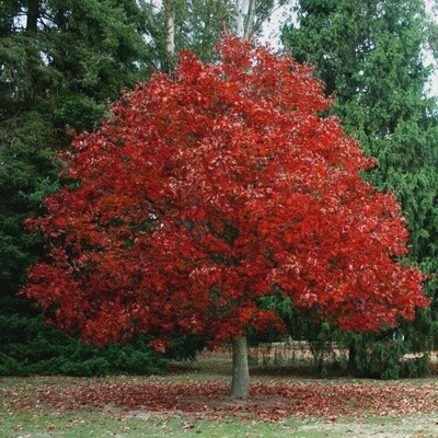 Oak Scarlett