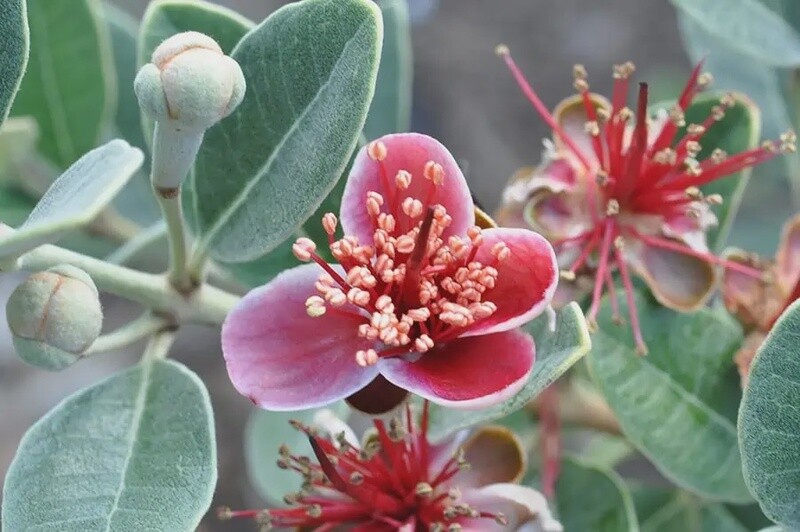 Feijoa Bambina
