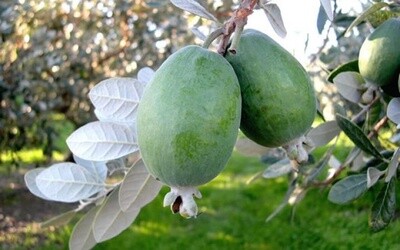 Feijoa Pounamu