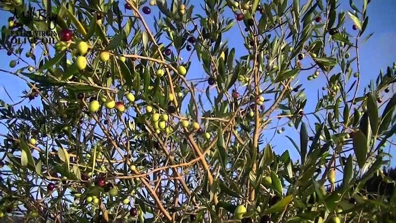 Olive J5