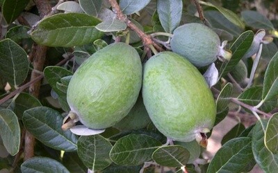 Feijoa Kakapo