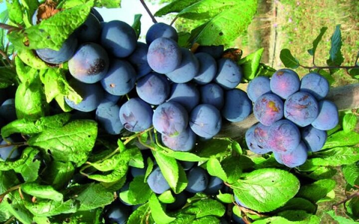 Plum Damson