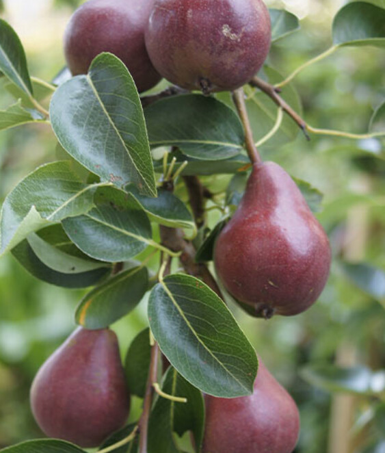 Pear Red Bartlett