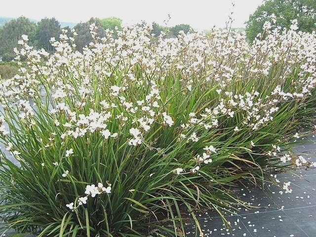 Libertia Formosa