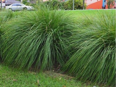 Lomandra longofolia