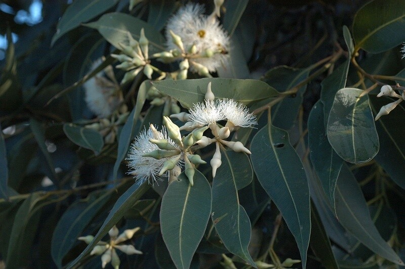 Eucalyptus robusta (Swamp mahogany)