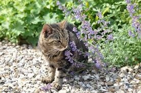 Cat nip