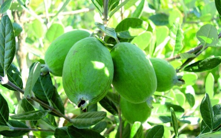 Feijoa Unique