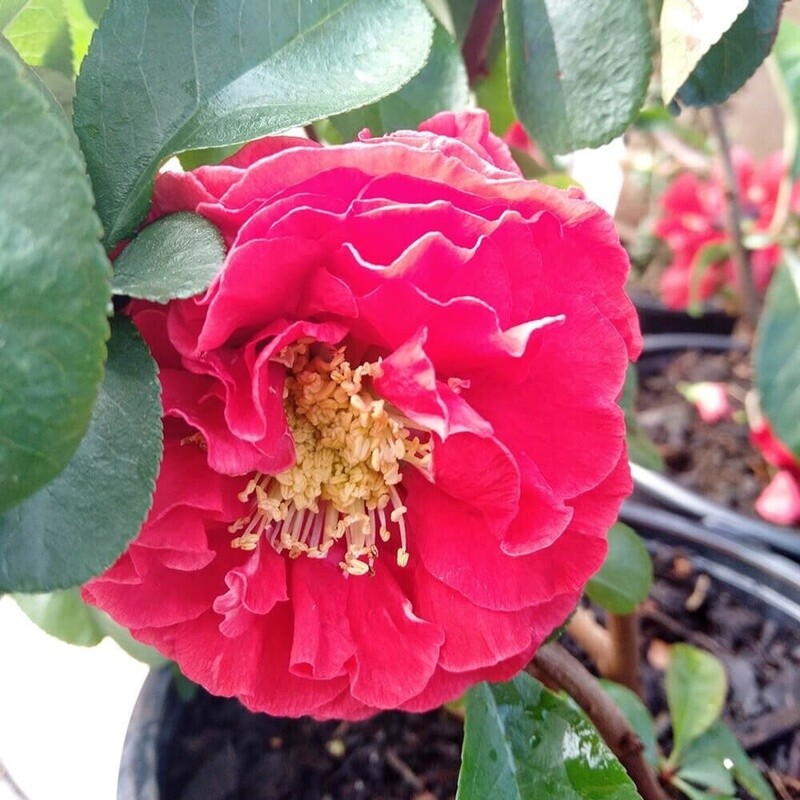 Chaenomeles &#39;Mrs Murphy&#39;