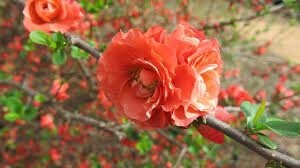 Chaenomeles &quot;Early Orange&quot;