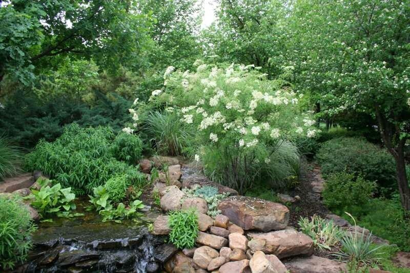 Berry Elderberry Laciniata