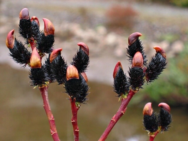 Willow Salix gracilistyla &#39;Melanostachys (PN657)