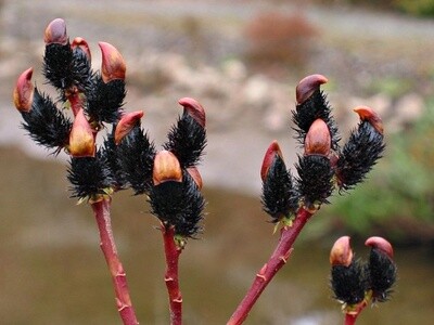 Willow Salix gracilistyla &#39;Melanostachys (PN657)