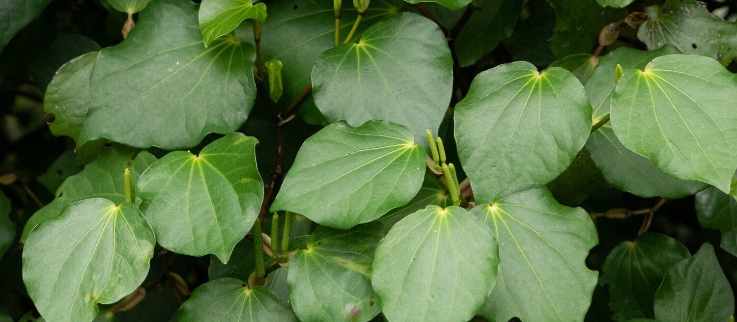 Kawakawa